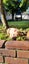 Boris (Ellie's Canine Rescue & Rehome) Carousel 2