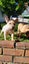 Boris (Ellie's Canine Rescue & Rehome) Carousel 3