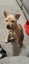 Boris (Ellie's Canine Rescue & Rehome) Carousel 1