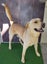 Oakley - Husky/Labrador cross Carousel 2