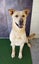 Oakley - Husky/Labrador cross Carousel 3