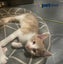 LONELY MIAOW KITTEN - PANCAKE Carousel 1