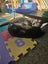 Kittens Carousel 4