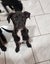 Lil' Bean (Ellie's Canine Rescue & Rehome) Carousel 2