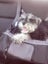 Outward Hound Car Booster Seat Carousel 1