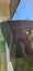 Specialized Women's Cycling Shorts Size XL Carousel 1