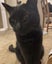 Affectionate 3.5 year old black cat free to a good home Carousel 4