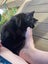 Affectionate 3.5 year old black cat free to a good home Carousel 5