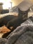 Affectionate 3.5 year old black cat free to a good home Carousel 8
