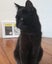 Affectionate 3.5 year old black cat free to a good home Carousel 9