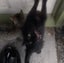 Affectionate 3.5 year old black cat free to a good home Carousel 10