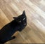 Affectionate 3.5 year old black cat free to a good home Carousel 11