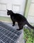 Affectionate 3.5 year old black cat free to a good home Carousel 13