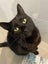 Affectionate 3.5 year old black cat free to a good home Carousel 14