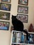 Affectionate 3.5 year old black cat free to a good home Carousel 15