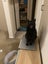 Affectionate 3.5 year old black cat free to a good home Carousel 16