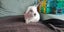 Minilop rabbit Carousel 1