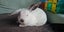 Minilop rabbit Carousel 3
