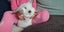 Minilop rabbit Carousel 4