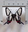 Real Butterfly: Chorinea sylphina!! Peru!! Transparent Beauty!! Carousel 2