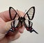 Real Butterfly: Chorinea sylphina!! Peru!! Transparent Beauty!! Carousel 1