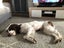 English springer spaniel Carousel 6