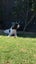 English springer spaniel Carousel 8