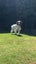 English springer spaniel Carousel 9