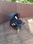 Edwards & Co Avery Capsule Car Seat Carousel 5