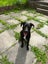 Free Dog to good home Carousel 6