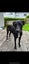 Free Dog to good home Carousel 10