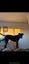 Free Dog to good home Carousel 13