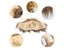 Cat Costume Cute Lion Mane Cat Wig Hat Cosplay Clothes Cap Dress Up Puppy Carousel 6