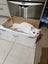 2 adorable cats looking for a good home Carousel 2
