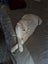 2 adorable cats looking for a good home Carousel 4