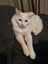2 adorable cats looking for a good home Carousel 5
