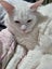 2 adorable cats looking for a good home Carousel 7