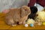 DONATION - Two bonded males mini lop rabbits- FREE Carousel 3