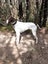 English Pointer - 6yrs old Carousel 1