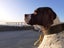 English Pointer - 6yrs old Carousel 2
