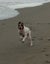 English Pointer - 6yrs old Carousel 3
