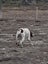 English Pointer - 6yrs old Carousel 5