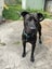 3 year old lab cross Carousel 2