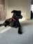 3 year old lab cross Carousel 1