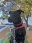 3 year old lab cross Carousel 3