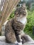 Lost medium hair Tabby with white socks Carousel 5