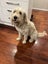 14-Month-Old Goldendoodle Ziggy Carousel 2