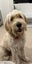 14-Month-Old Goldendoodle Ziggy Carousel 1