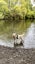 14-Month-Old Goldendoodle Ziggy Carousel 5