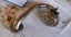 Antique Woodward Portable Gramophone. with extra bits n pieces Carousel 13